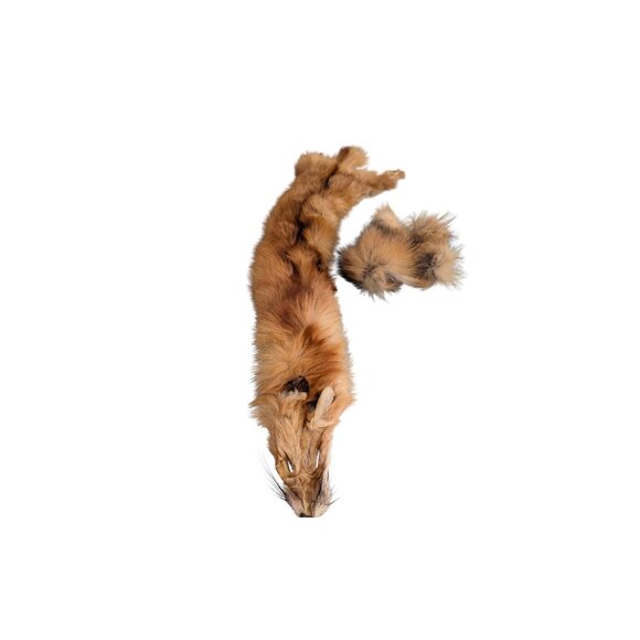 Red Fox Fur Pelt - Tanned Taxidermy, Oddities, Man Cave, Hunting Cabin Decor - Picture 14 of 14